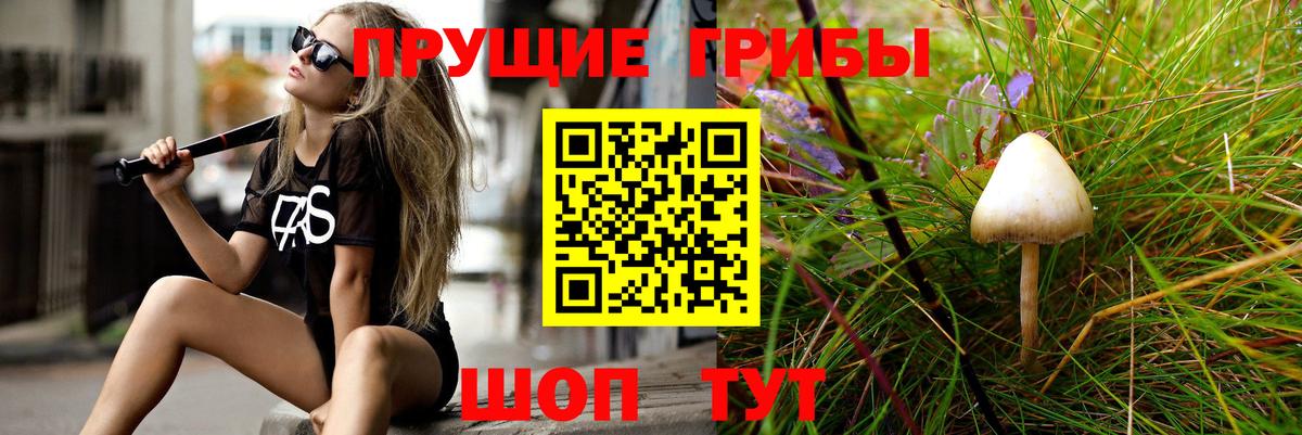 Псилоцибиновые грибы Psilocybine cubensis Старая Купавна